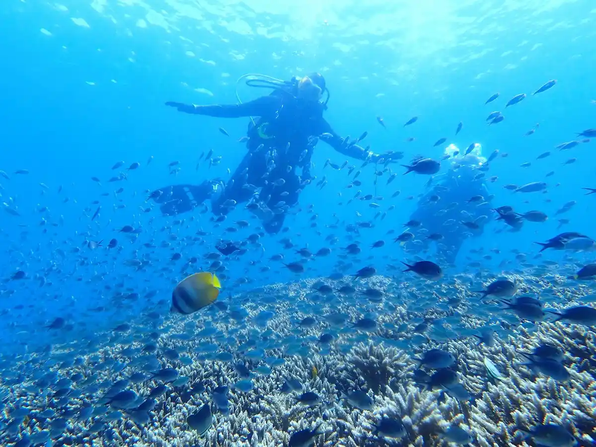 Diving in Amed