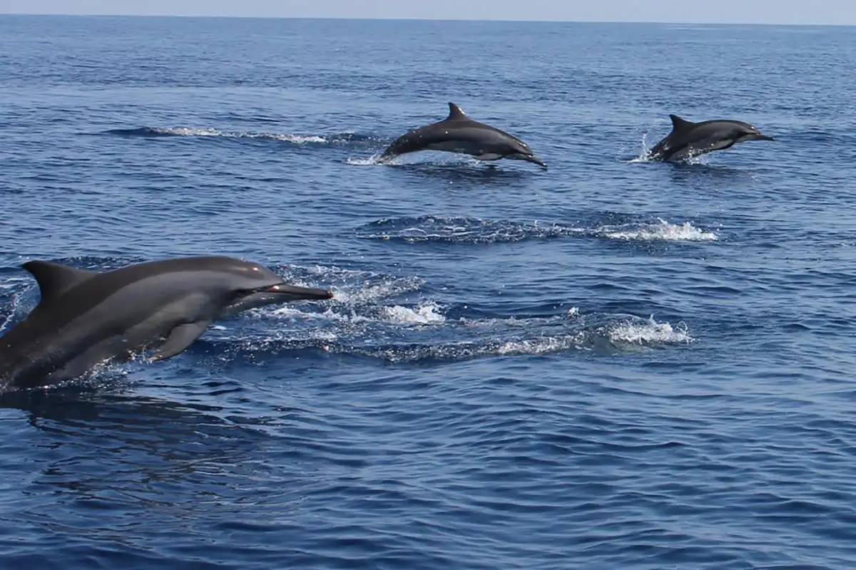 Dolphins in the Lovina Sea