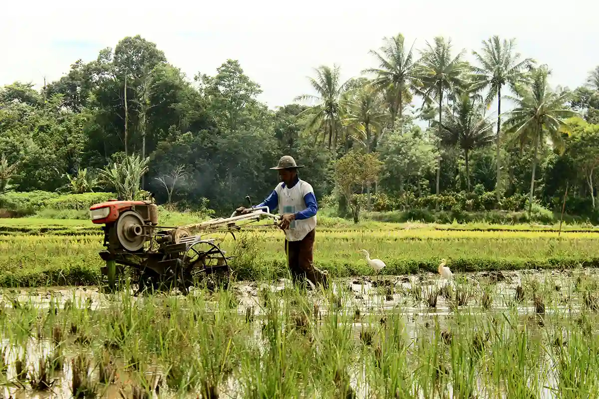 Ricefield in Canggu