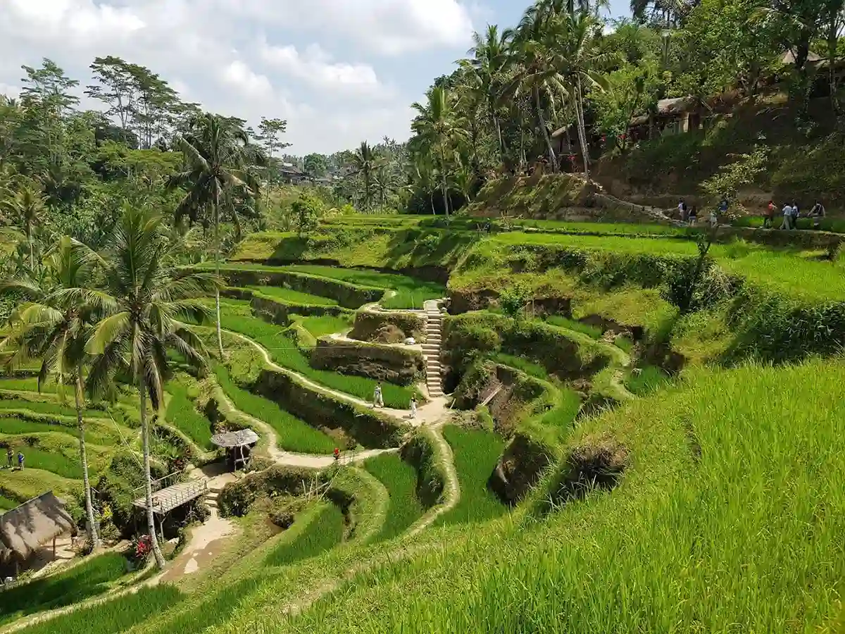 Tegalalang Rice Terrace in Bali