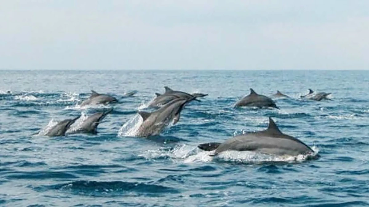 dolphins in Lovina