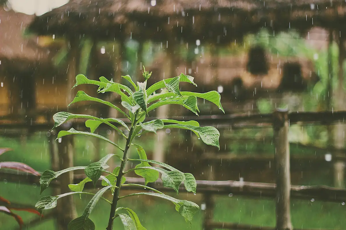 rain season in Bali